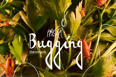 Bugging Denmark