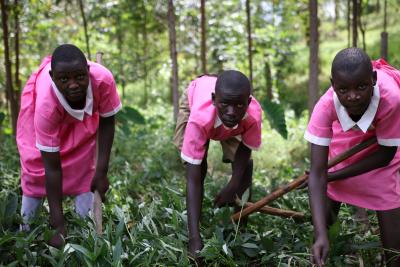 Uganda 2 - tre piger arbejder på mark