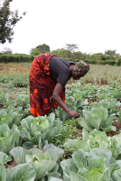 Uganda 8 - Kvinder plukker i mark