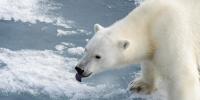 På billedet ses en isbjørn, der rækker tunge