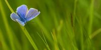 Blå sommerfugl i højt græs
